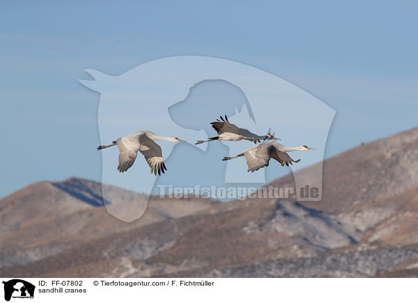 sandhill cranes / FF-07802