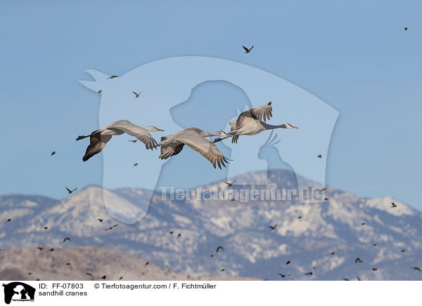 sandhill cranes / FF-07803