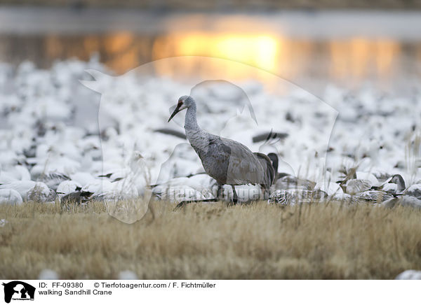 walking Sandhill Crane / FF-09380