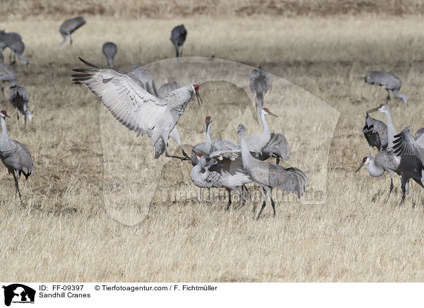 Kanadakraniche / Sandhill Cranes / FF-09397