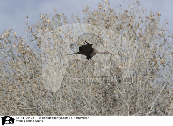 fliegender Kanadakranich / flying Sandhill Crane / FF-09405