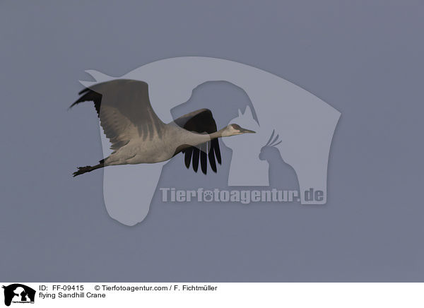 fliegender Kanadakranich / flying Sandhill Crane / FF-09415