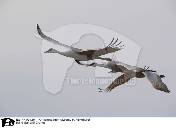 flying Sandhill Cranes / FF-09426