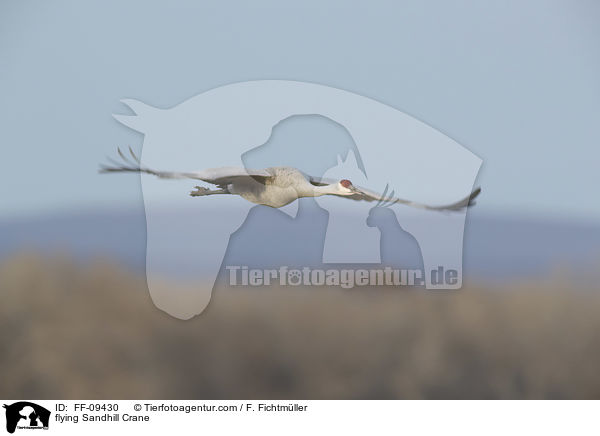 flying Sandhill Crane / FF-09430