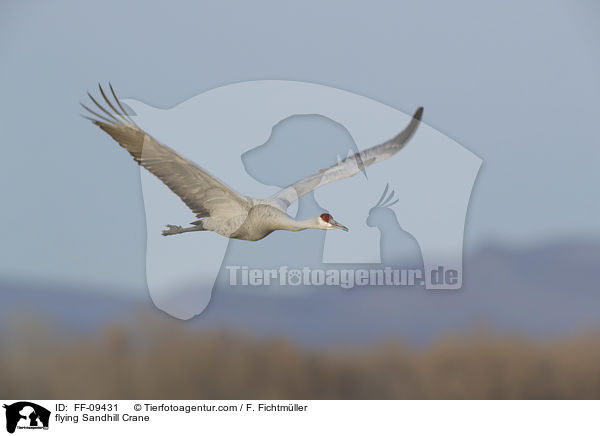 flying Sandhill Crane / FF-09431