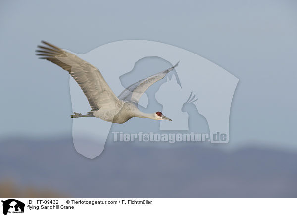 flying Sandhill Crane / FF-09432