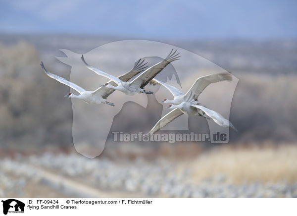 flying Sandhill Cranes / FF-09434