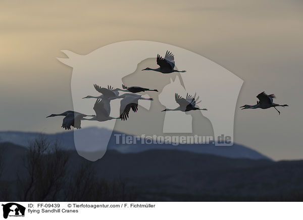 fliegende Kanadakraniche / flying Sandhill Cranes / FF-09439