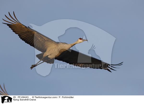 flying Sandhill Crane / FF-09443