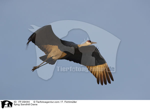 flying Sandhill Crane / FF-09444