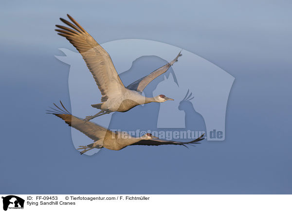 flying Sandhill Cranes / FF-09453