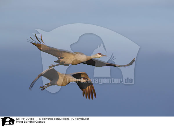 flying Sandhill Cranes / FF-09455