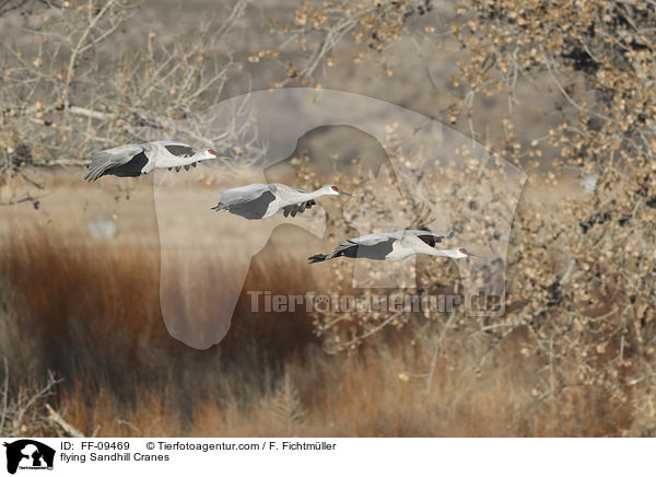 flying Sandhill Cranes / FF-09469