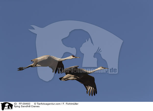 flying Sandhill Cranes / FF-09483