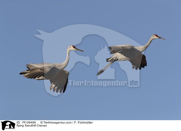 fliegende Kanadakraniche / flying Sandhill Cranes / FF-09486