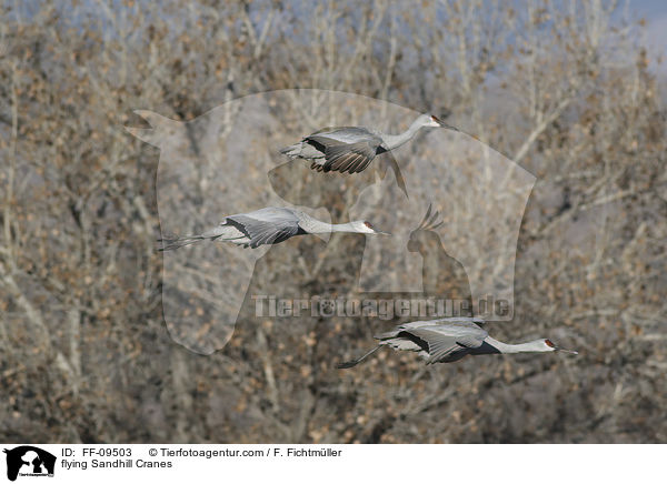 fliegende Kanadakraniche / flying Sandhill Cranes / FF-09503