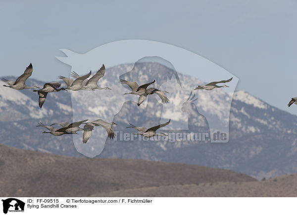 fliegende Kanadakraniche / flying Sandhill Cranes / FF-09515