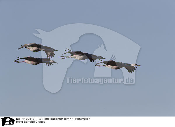 fliegende Kanadakraniche / flying Sandhill Cranes / FF-09517