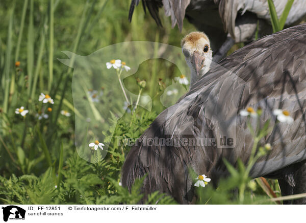 Kanadakraniche / sandhill cranes / FF-12851