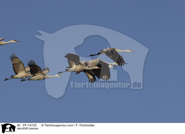 sandhill cranes / FF-14720