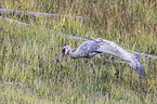 sandhill crane