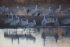 sandhill cranes