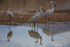 sandhill cranes