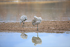 sandhill cranes