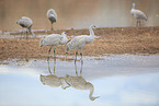 sandhill cranes