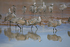 sandhill cranes