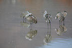 sandhill cranes