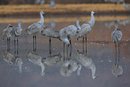 sandhill cranes