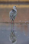 sandhill crane