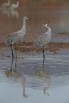 sandhill cranes