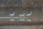 sandhill cranes