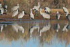 sandhill cranes