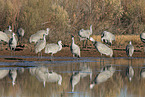 sandhill cranes