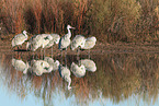 sandhill cranes