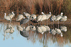 sandhill cranes