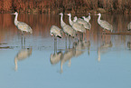 sandhill cranes