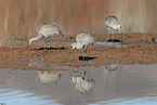 sandhill cranes