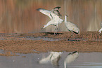 sandhill cranes