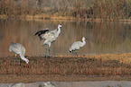 sandhill cranes