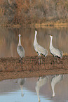 sandhill cranes