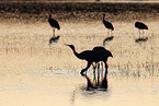 sandhill cranes