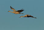 sandhill cranes