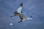 sandhill cranes