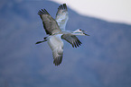 sandhill cranes