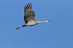 sandhill crane