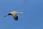 sandhill crane